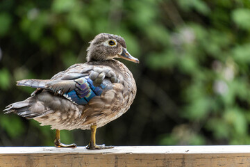 close up of a beautiful female woodduck resting on the wooden fence in the park - 548385045