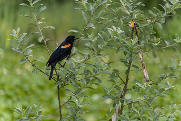 one black bird resting on the thin branch filled with tiny green leaves in the park - 548385219