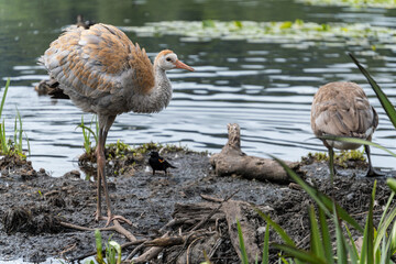 close up of a juvenile Sandhill
Crane resting on the muddy ground by the lake - 548385232