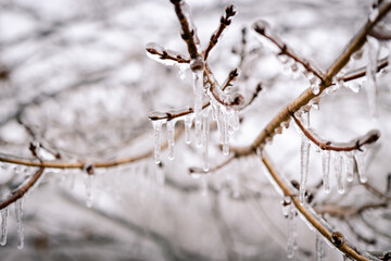 Winter Nature Ice Storm