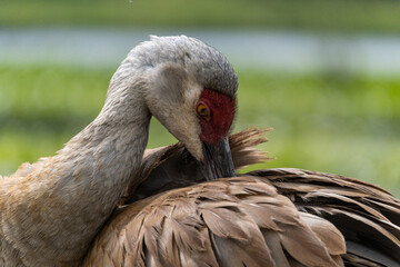 close up of a sandhill crane cleaning its feather with its beak - 548385408