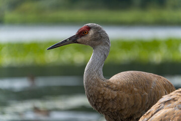 close up portrait of a beautiful sandhill crane resting in the park