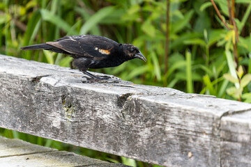 close up of a black bird picking up some food scrap left on the wooden guide rail in the park - 548385831