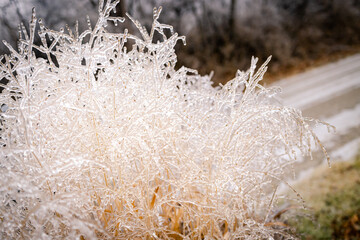 Winter Nature Ice Storm