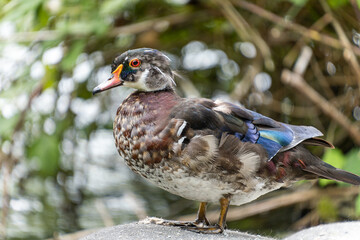 close up portrait of a male wood duck resting by the edge of the pond