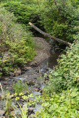 creek run through the dense forest with a bare tree trunk sticking out in the middle - 548386015