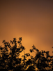 silhouette of the leaves in front of the flaming dark orange sky near dusk