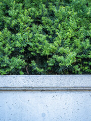 background texture of a concrete fence in front of dense green bushes