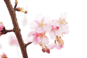 河津桜