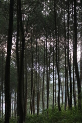 Pine forest with portrait angle for nature background
