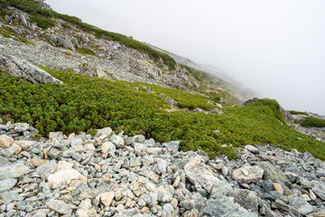 岩の間に広がる高山植物
