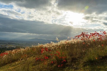秋の奈良・若草山の薄明光線（天使の梯子）とススキ