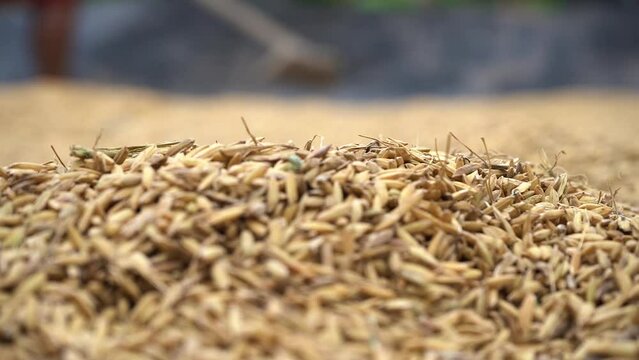 ORYZA SATIVA. close-up videos. video of grains of rice drying outdoors with blurred background.
