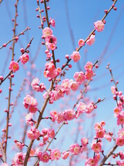 梅の花