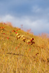 秋のススキ・紅葉したナンキンハゼの風景（縦型）
