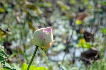 the lotus buds are not yet bloomming with soft focus