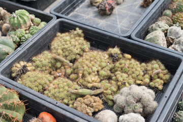Miniature cactus pot decorate in the garden, various types beautiful cactus market or cactus farm