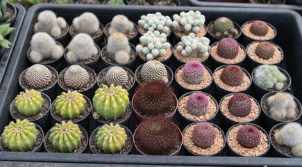 Miniature cactus pot decorate in the garden, various types beautiful cactus market or cactus farm