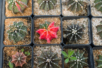 Miniature cactus pot decorate in the garden, various types beautiful cactus market or cactus farm