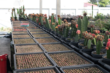 Miniature cactus pot decorate in the garden, various types beautiful cactus market or cactus farm