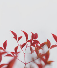 hojas rojas de planta en la nieve del invienro