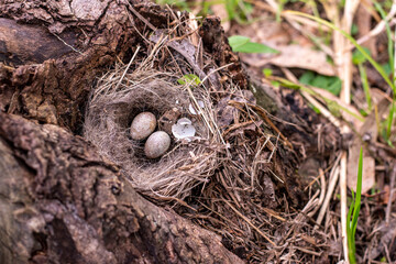 Nest with eggs