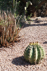 Cactus Landscaping