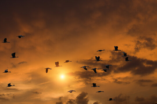 Image of a flock of teal birds flying in a cloudy sky in the morning.