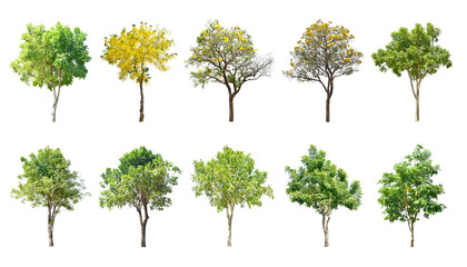 Collection Trees and bonsai green leaves. total 10 trees.  (png) The Ratchaphruek tree is blooming bright yellow.