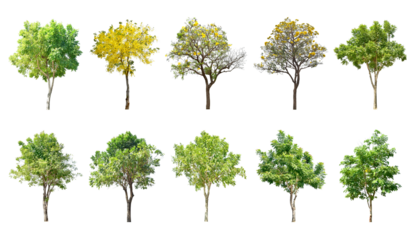 Collection Trees and bonsai green leaves. total 10 trees.  (png) The Ratchaphruek tree is blooming bright yellow.