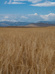 Sunlit Golden Wheat Field with Rocky Mountains in the Distance