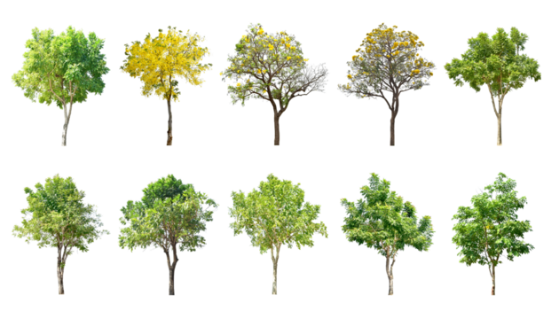 Collection Trees and bonsai green leaves. total 10 trees.  (png) The Ratchaphruek tree is blooming bright yellow.