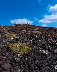 Dark volcanic elevation with two lime green plants under bright blue sky