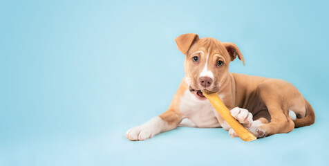 Happy puppy with chew stick in mouth on blue background. Cute puppy dog chewing on large dental chew stick while looking at camera. 9 weeks old, female Boxer Pitbull mix breed. Selective focus.