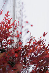 plantas rojas en nieve 