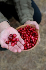 man hands holding a wooden bowl with fresh cranberries, outdoor blurred background 