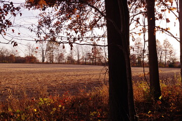 sunset over corn field
