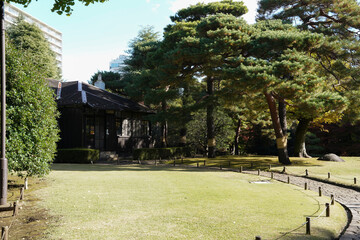 Obraz premium 公園の松