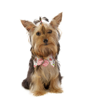 Beautiful Yorkie on transparent png
