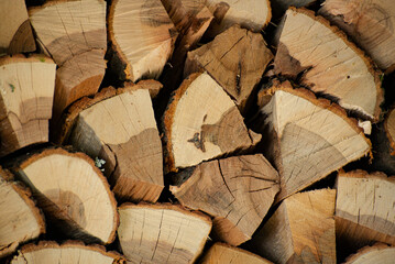 Wooden texture. Chopped oak woods texture. Oak tree chopped. 