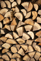 Wooden texture. Chopped oak woods texture. Oak tree chopped. 