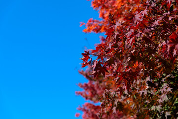 The blue sky and red-colored autumn leaves