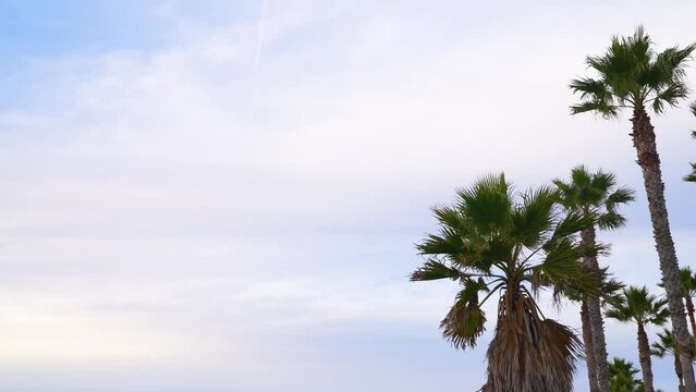 Partly cloudy sky with palm trees blowing in wind