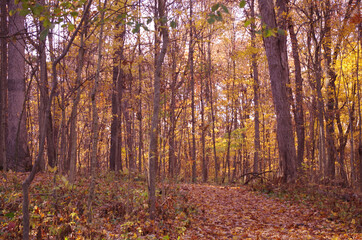 Obraz premium autumn in the forest