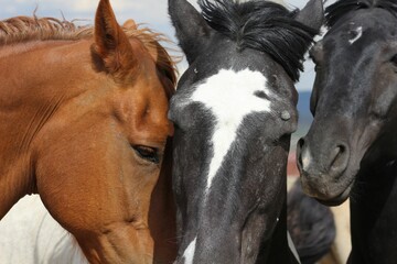 Close-up of wild mustang horses in sunlight