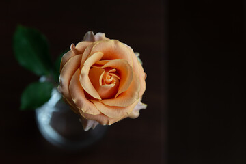 バラと花瓶、黒背景