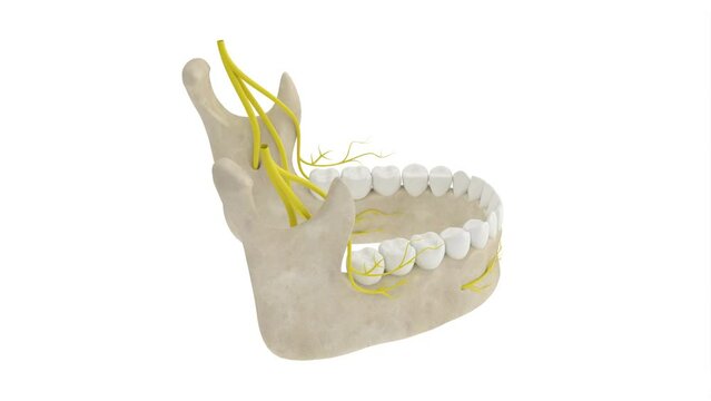 360 degree view of mandibular arch with nerves