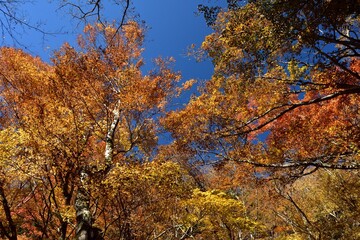三方分山に向かうハイキングコースの見事な紅葉