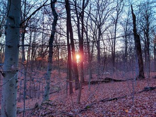 Cold Sunset in Bare Forest