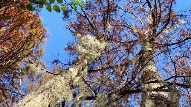 The typical trees in the swamps of Louisiana - travel photography